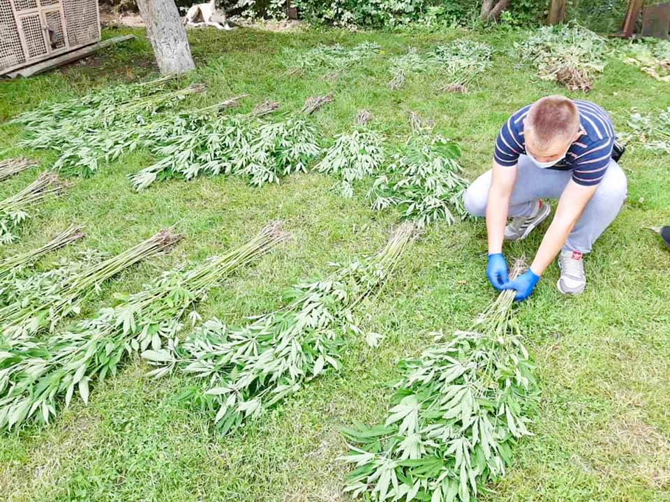 У Тисмениці 52-річний чоловік виростив конопляну плантацію (ФОТО)