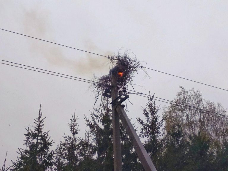 Літня кухня, будинок і лелече гніздо горіли протягом доби в області