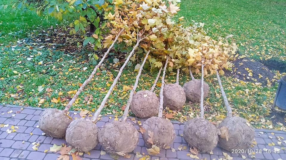 У Привокзальному сквері посадили платани та клени (ФОТО)