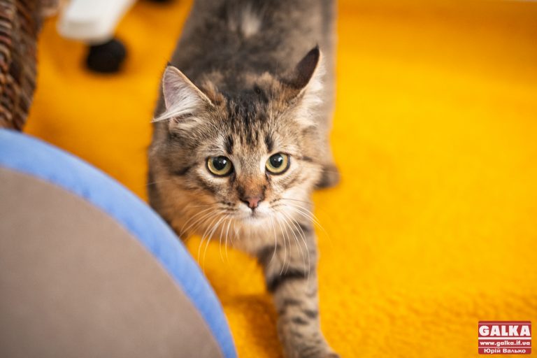 Як вибрати найкращий сухий корм для вашого кота: критерії та поради
