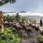 На Верховинщині заборонили випасати овець і кіз у прикордонній зоні через загрозу віспи