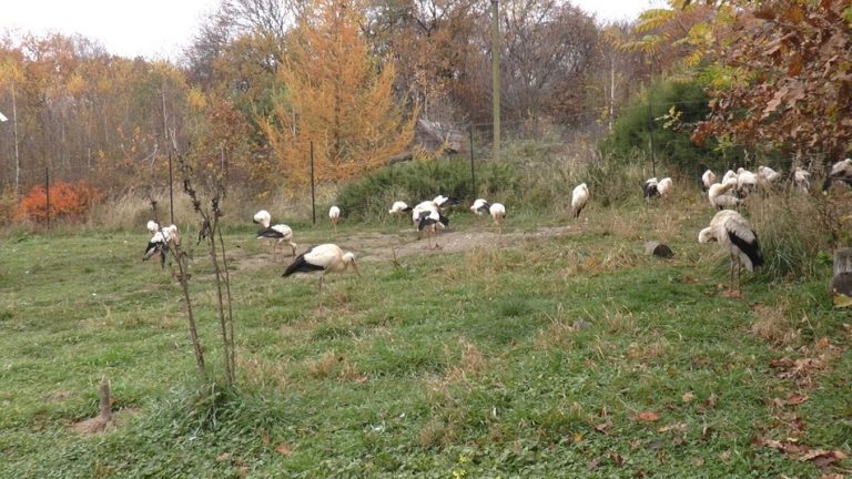До Африки не летять: як у Галичі зимують лелеки (ФОТО, ВІДЕО)