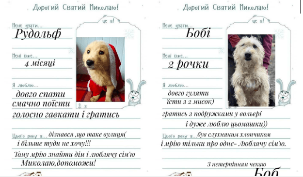 Чотирилапі підопічні “Дому Сірка” написали зворушливі листи до Святого Миколая (ФОТО)