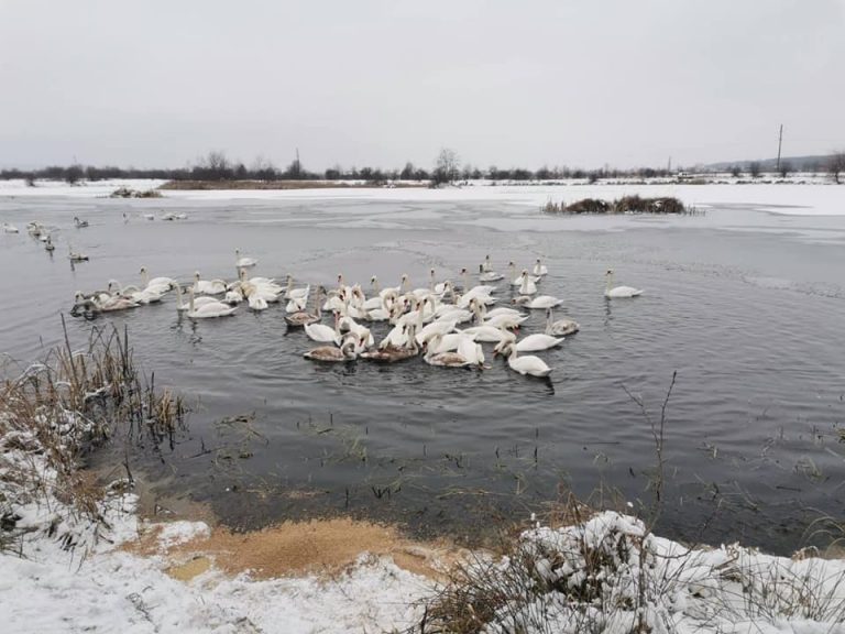 На калуському озері рятувальники визволяли лебедів, які ледь не примерзли до криги (ФОТО)