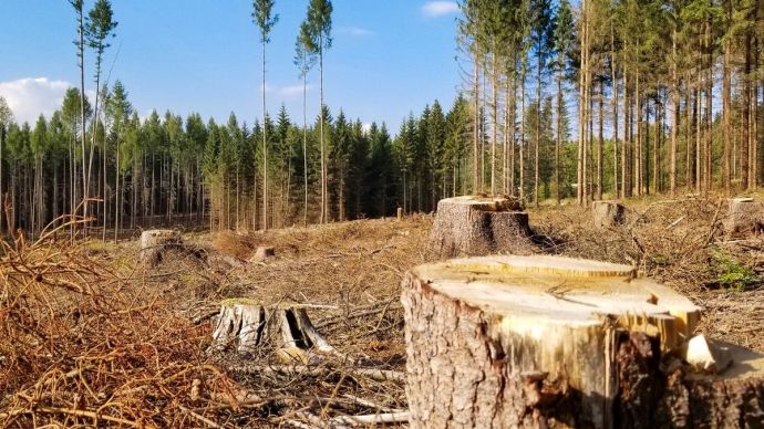 За три незаконно зрубаних дерева прикарпатець заплатить 12 тисяч гривень