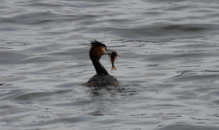 BirdWatching: у мережі опублікували фото птахів Бурштинського водосховища (ФОТО)