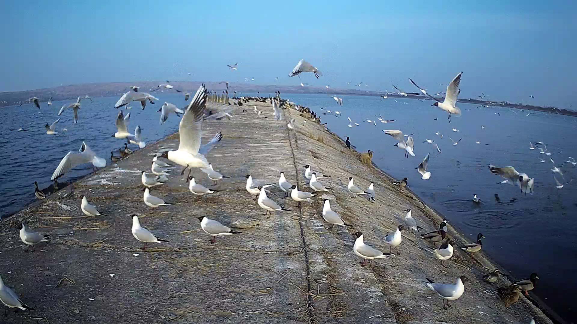 Точно весна прийшла: на Бурштинське “море” прилетіли мартини (ФОТО)