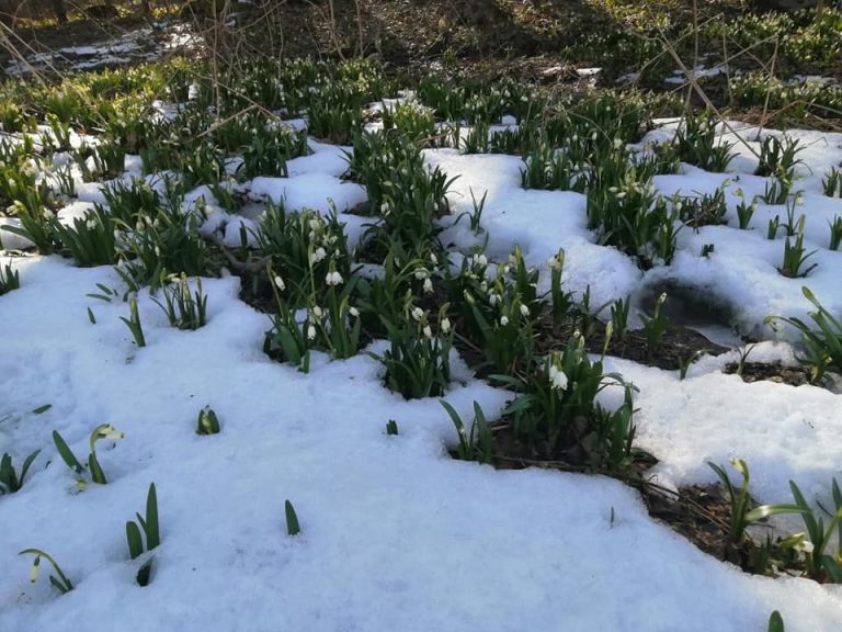 На Коломийщині заквітла поляна червонокнижних білоцвітів (ФОТО)