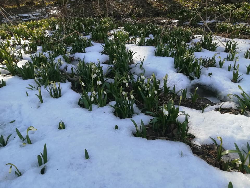 На Коломийщині заквітла поляна червонокнижних білоцвітів (ФОТО)