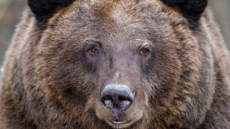 У Галицькому нацпарку прокинулися ведмеді (ФОТО)