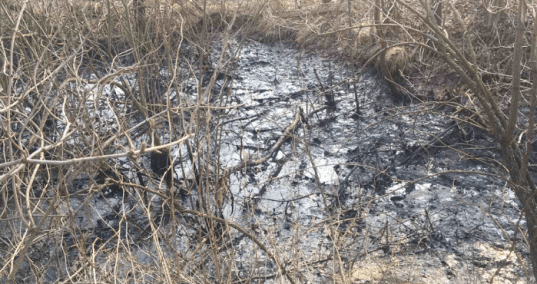 На Калущині інвестори з Данії забруднили землю рідкими відходами свинокомплексу