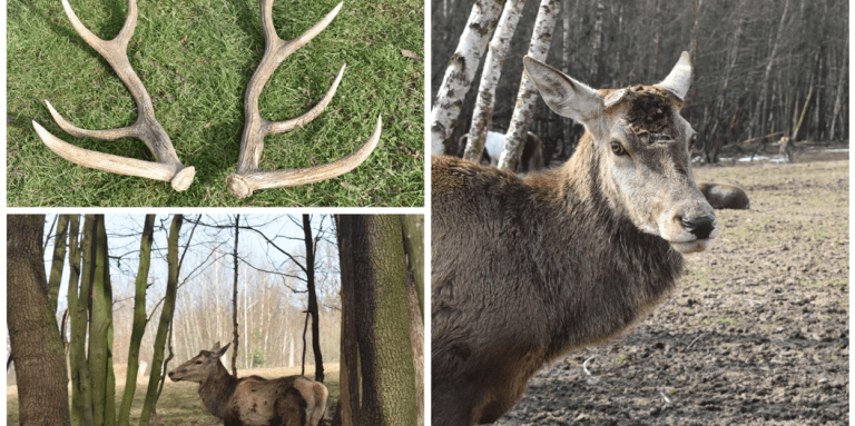 Благородний олень скинув роги у Галицькому нацпарку (ФОТО)