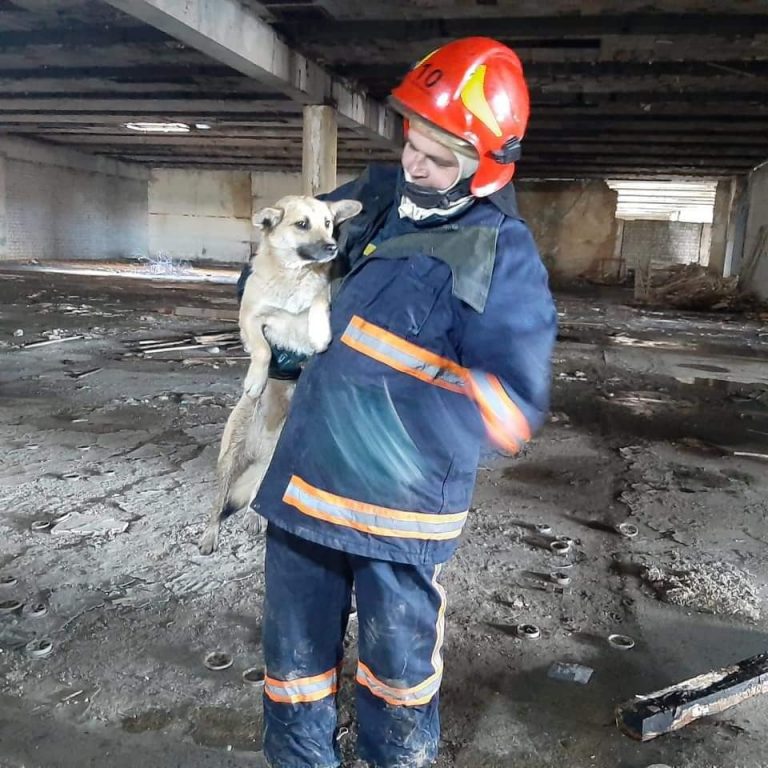 У Долині діти допомогли бійцям ДСНС врятувати собаку з пастки (ФОТО)