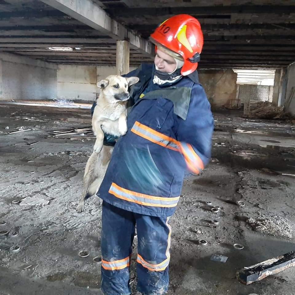 У Долині діти допомогли бійцям ДСНС врятувати собаку з пастки (ФОТО)