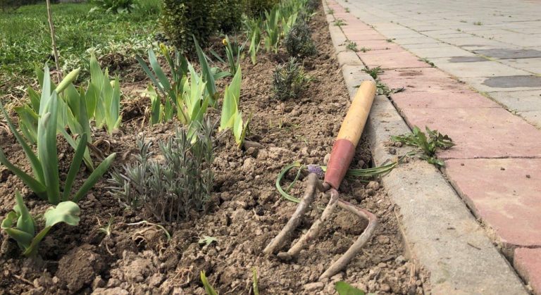 У Франківську в «райському саду» створюють лавандову алею (ФОТО)