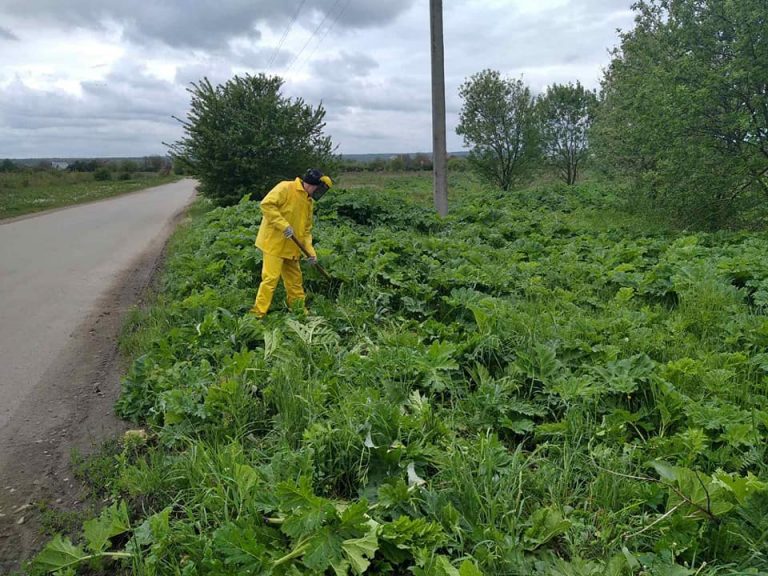 МАРСіани взялися боротися з борщівником у Франківській громаді (ФОТО)