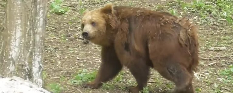 Замордованих ведмедів з-під Косова відправили до реабілітаційного центру на Хмельниччині
