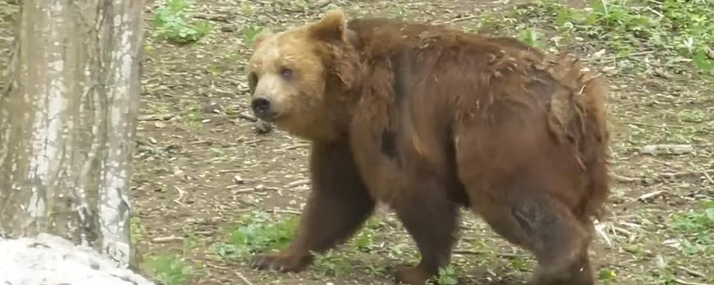 Замордованих ведмедів з-під Косова відправили до реабілітаційного центру на Хмельниччині