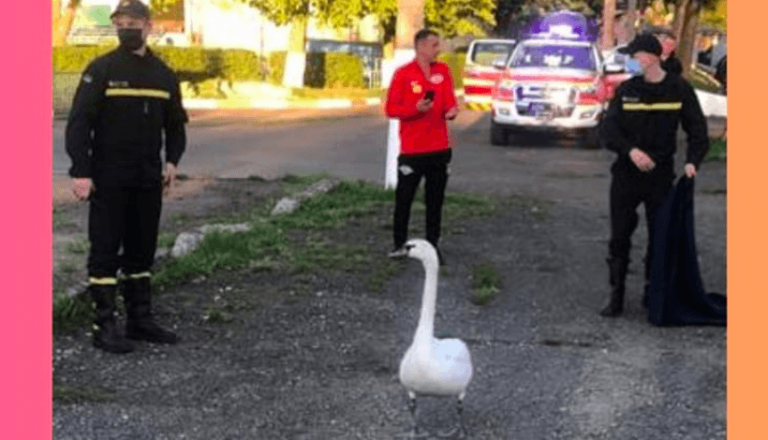 У Коломиї надзвичайники повернули “додому” лебедя, що блукав містом (ФОТО)