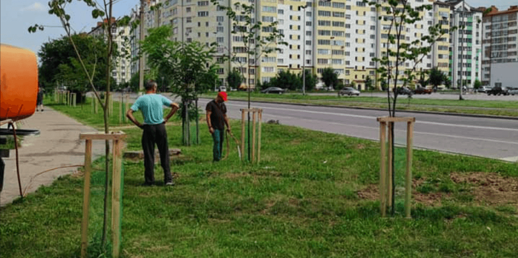 Через аномальну спеку франківським комунальникам доводиться щодня поливати молоді рослини (ФОТО)
