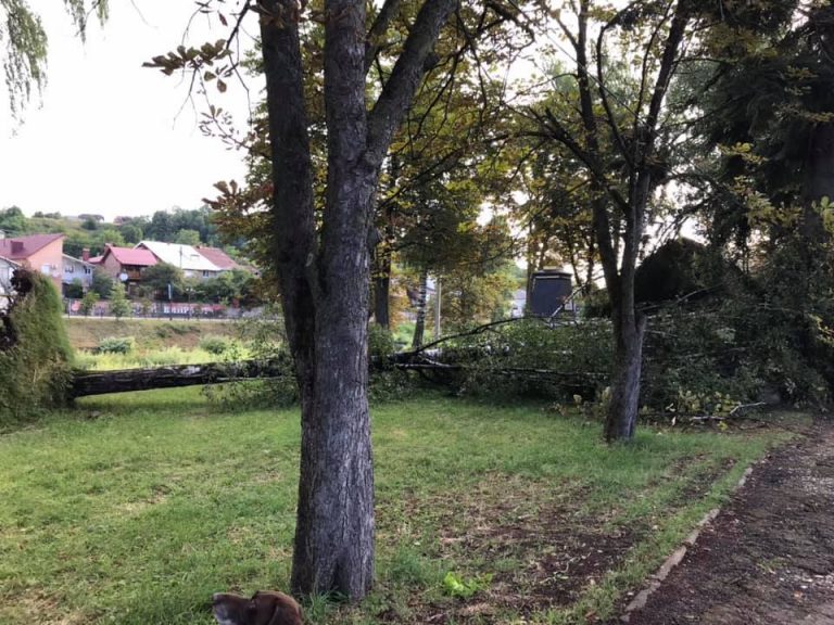 Повалені дерева та перекриті дороги: чотири райони області постраждали від нічної негоди (ФОТО)