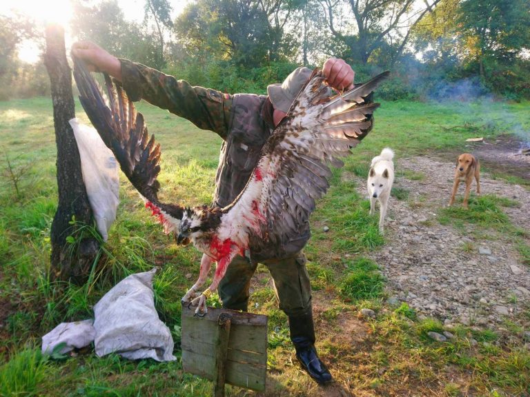 На Прикарпатті браконьєри вбили рідкісного птаха (ФОТО)