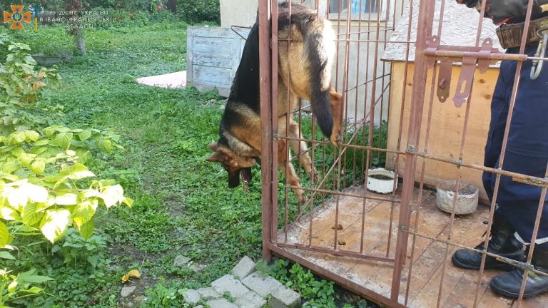 На Прикарпатті рятувальники визволяли собаку, яка застрягла у вольєрі
