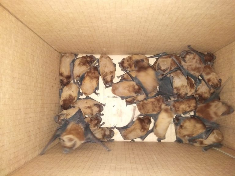 Червонокнижних кажанів виявили на балконі багатоповерхівки у Франківську (ФОТО)