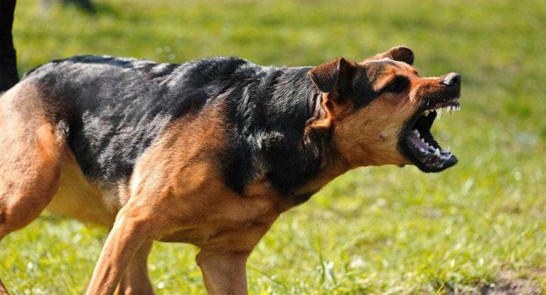Уряд затвердив перелік небезпечних порід собак (СПИСОК)