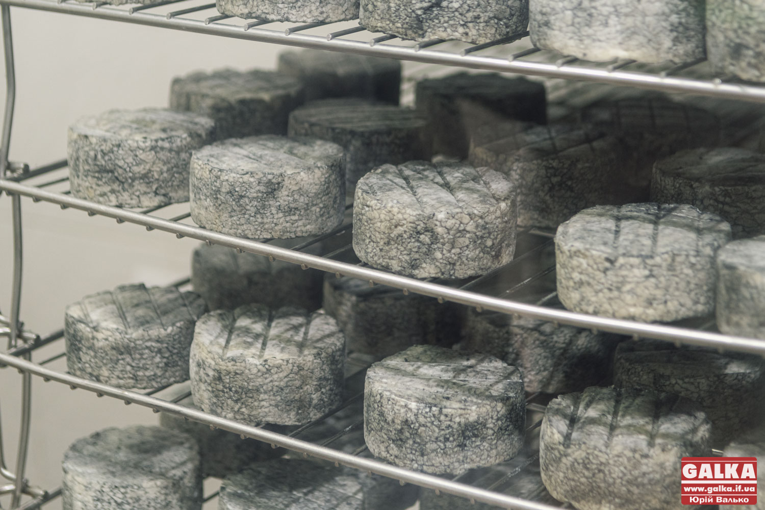 Сир та морозиво: у Долині виготовляють продукцію з козячого молока (ФОТО)