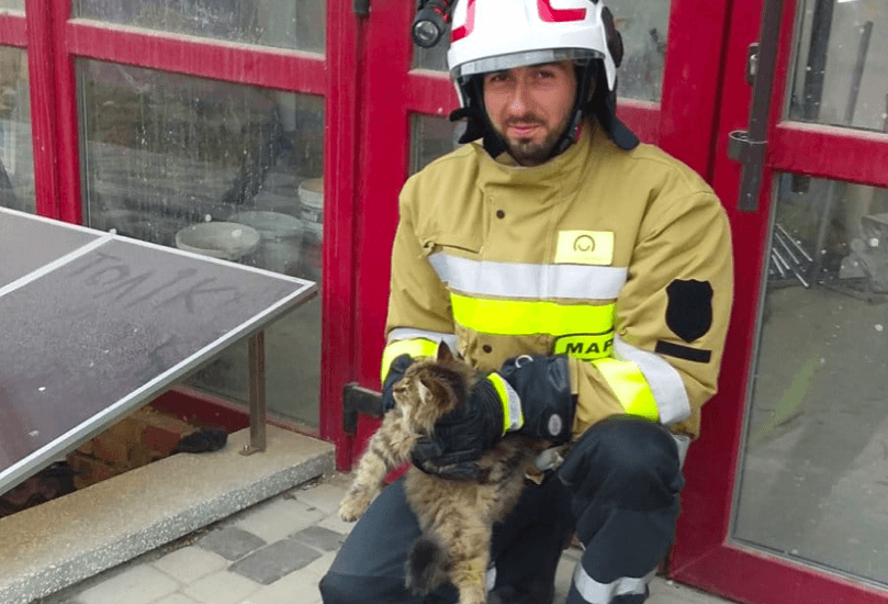 Кажани, коти, лебідь: МАРСіани за листопад врятували 13 тварин (ФОТО)
