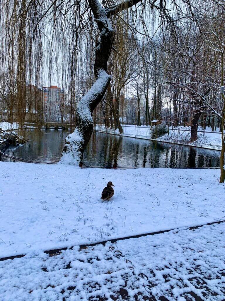 У мережі з’явились світлини засніженого Франківського парку (ФОТО)