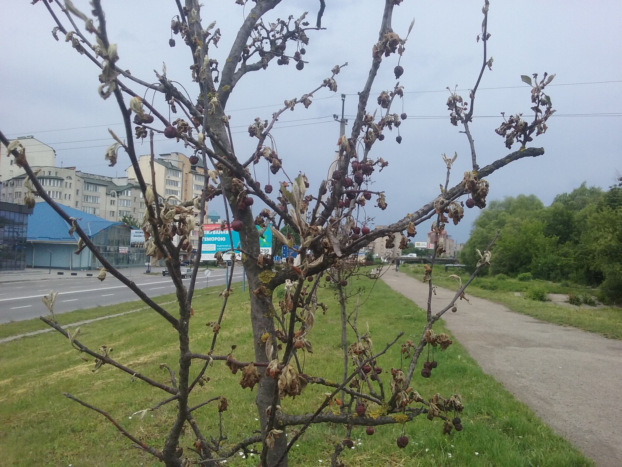 Засохлі дерева на Надрічній