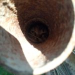 кошеня застрягло в трубі