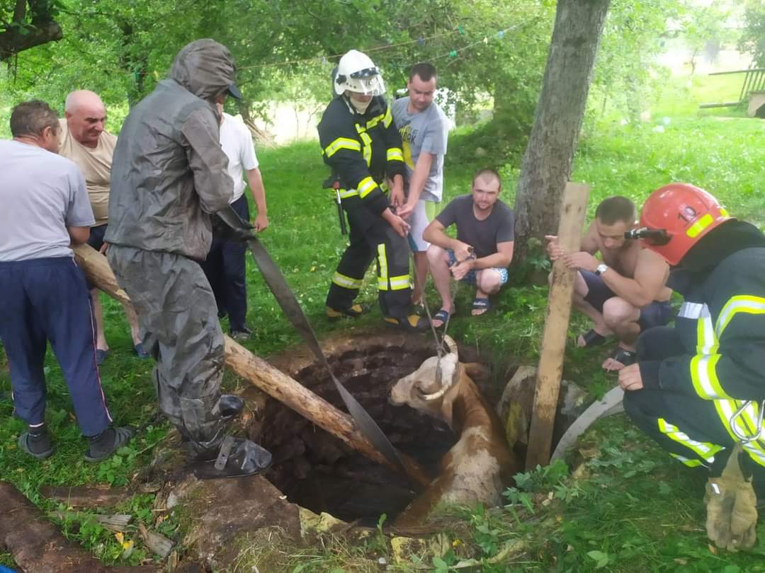 Десяток рятувальників та селян витягували корову з колектора під Долиною (ФОТО, ВІДЕО)