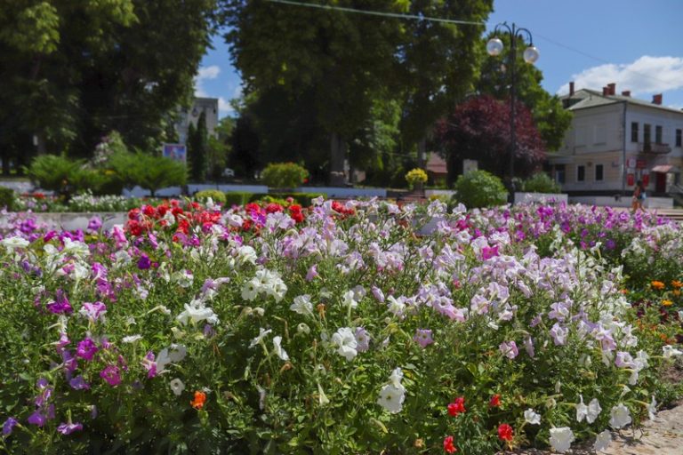Серійні крадії квітів завелися у Калуші