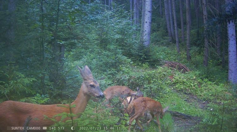 У Карпатському нацпарку фотопастка “спіймала” оленицю, козуль і борсука (ФОТО)