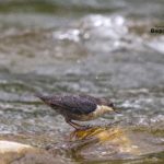 пронурок біля води