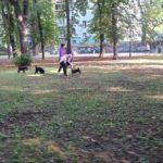 вигул собак