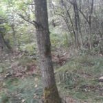 цвинтар часів Першої світової