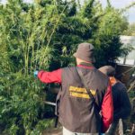 прикарпатця викрили на вирощуванні коноплі