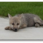 клонований вовк
