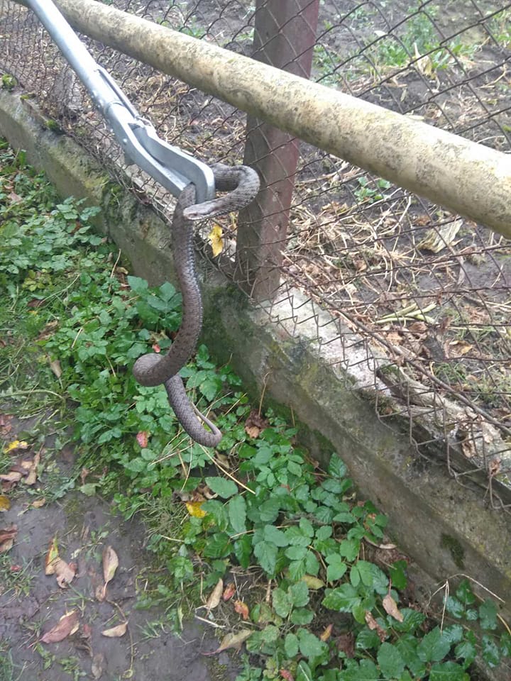 На подвір’ї на околиці Франківська спіймали гадюку (ФОТОФАКТ)