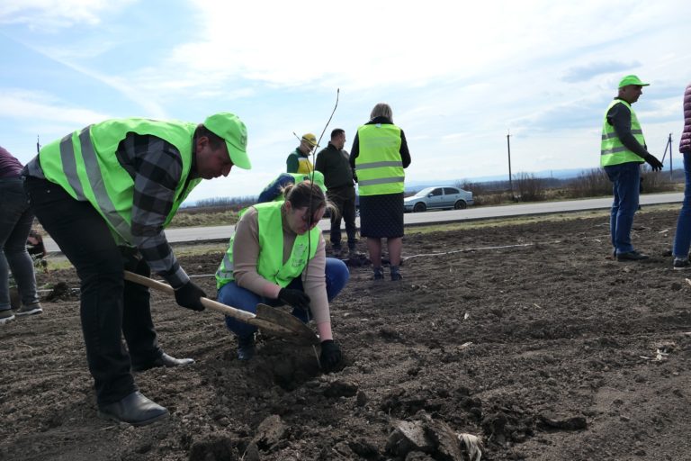 На Коломийщині вздовж автодороги висадили лісосмугу, що захищатиме від заметів (ФОТО)