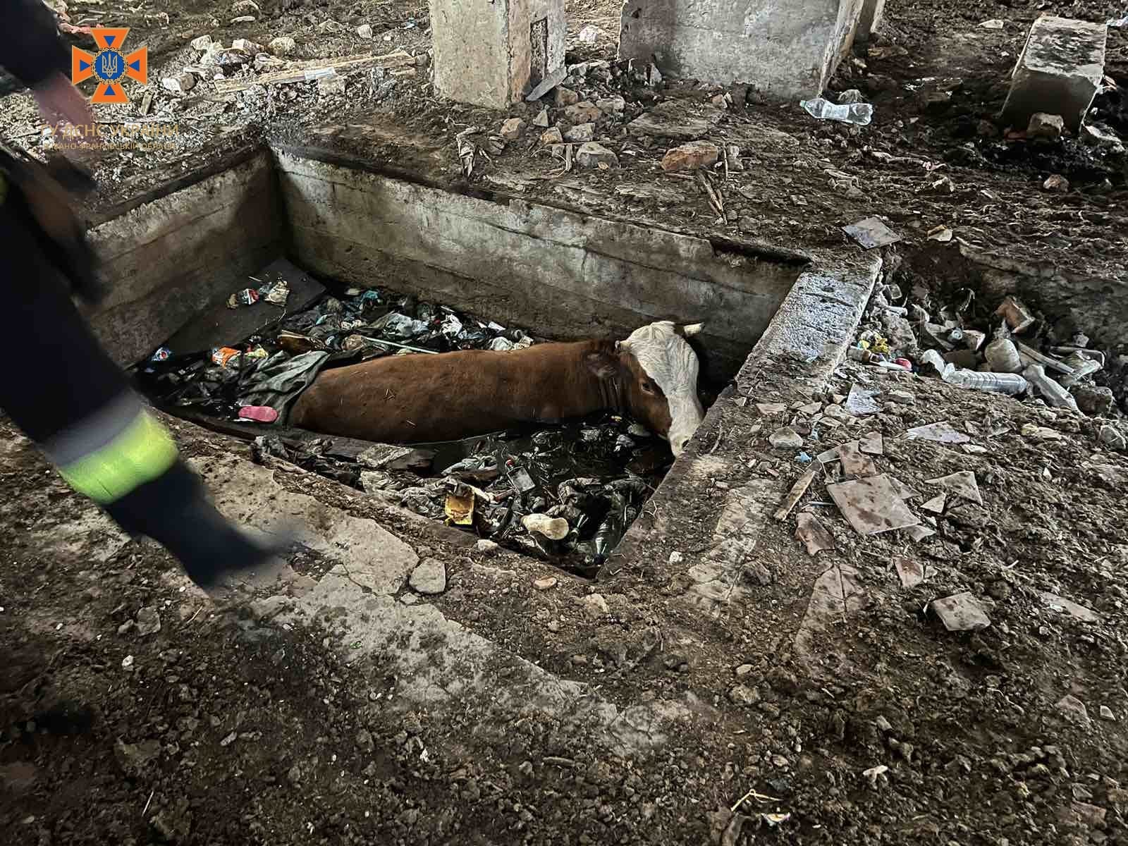 У Верховині рятувальники дістали корову з ями