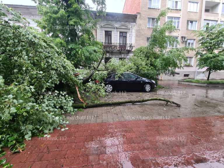 Суд не знайшов ні постраждалих, ні винних у падінні липи на Шевченка