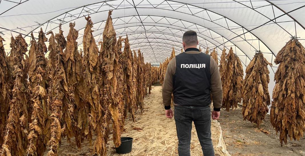 Тютюнові теплиці на десять “соток”: на Прикарпатті викрили підпільний цигарковий бізнес (ФОТО)