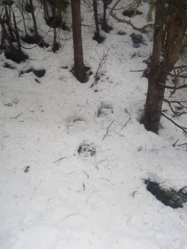У заповіднику “Горгани” знайшли сліди бурого ведмедя (ФОТО)