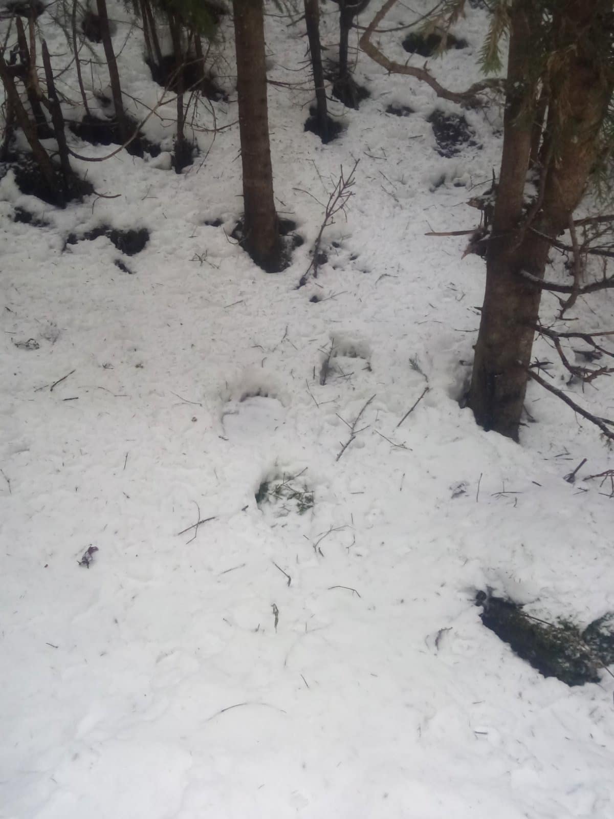 У заповіднику “Горгани” знайшли сліди бурого ведмедя (ФОТО)