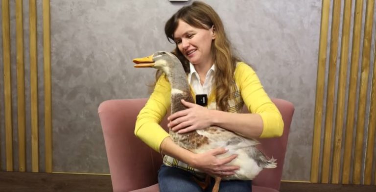 Качка фотомодель, на ім’я Дебі: прикарпатська фотографка завела незвичного пернатого улюбленця (ВІДЕО)